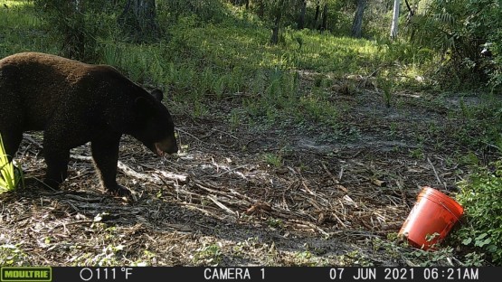Black Bear Hunting 