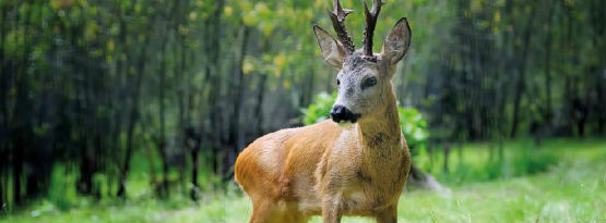 Capreolus Club Deer Stalking Syndicate