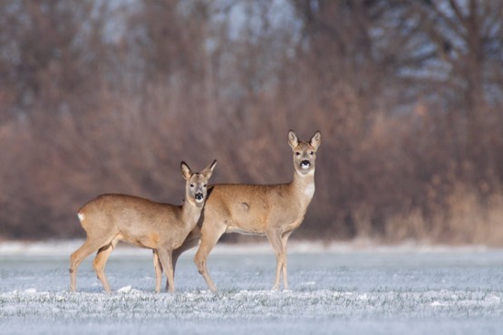 Deer Hunters Almanac 