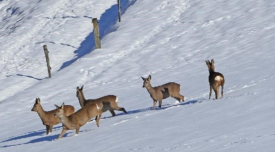 Deer Hunters Almanac Feb 2021