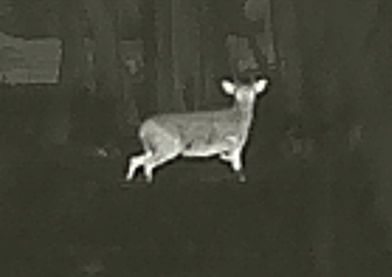Deer Stalking Thermal Image
