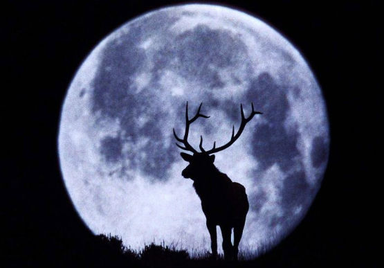 Deer Super Moon