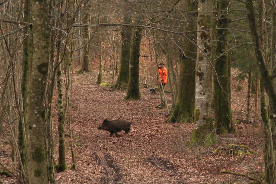 Driven Boar Hunting