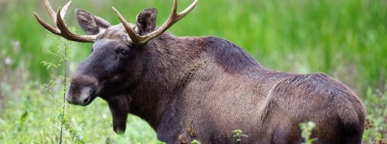 Elk Bull Capreolus Club 