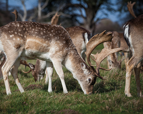 Fallow Herd Licensed 1 555px