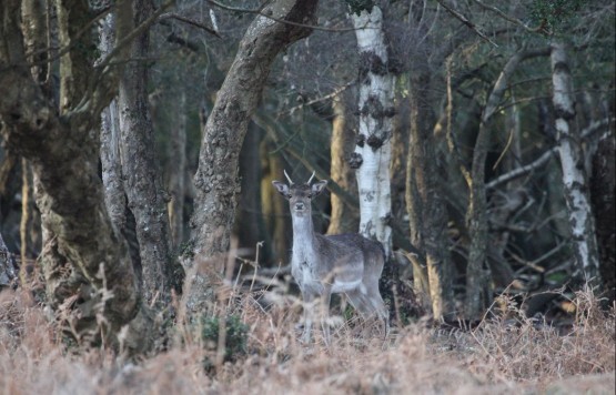 Fallow Pricket Deer Stalking 