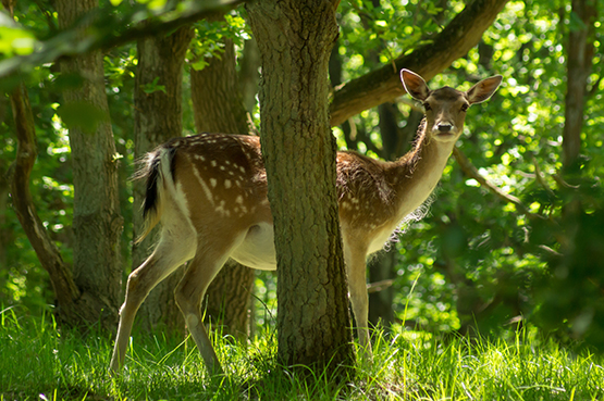 Fallow SUMMER Licensed 1 555px