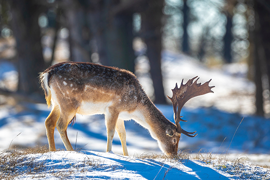 Fallow WINTER Licensed 3 555px