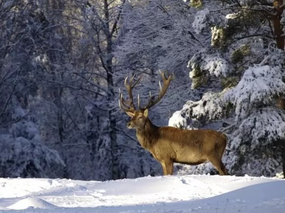 February 2022 deer stalking