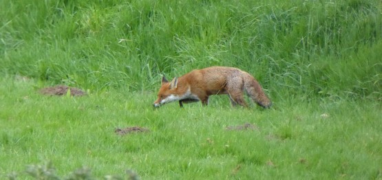 Fox Rewilding Grounds 