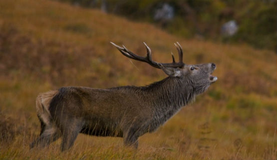 Lowalnd Red Stag Article