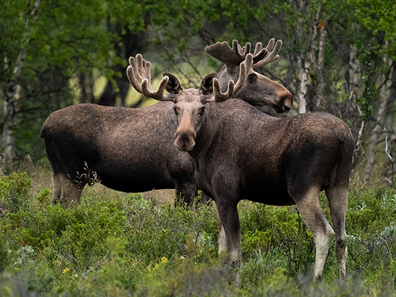 Norwegian Moose Licensed 1 555px