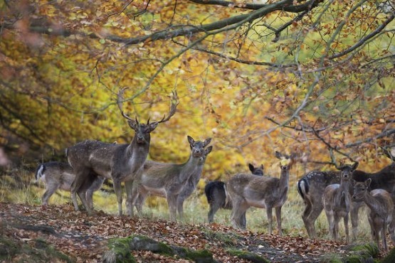 November 2020 deer stalking almanac 