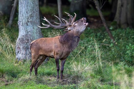 Red Deer Stalking Exmoor