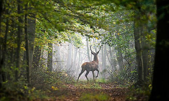 Red Stag in Forest 555