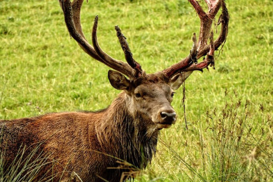 Red Stag in tatters
