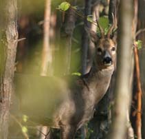 Roe Buck Stalking image