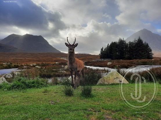 Scotland Red Stag 
