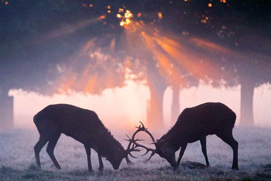 Two Red Stags Rut